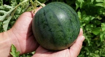 Jak zasadit a pěstovat meloun venku?